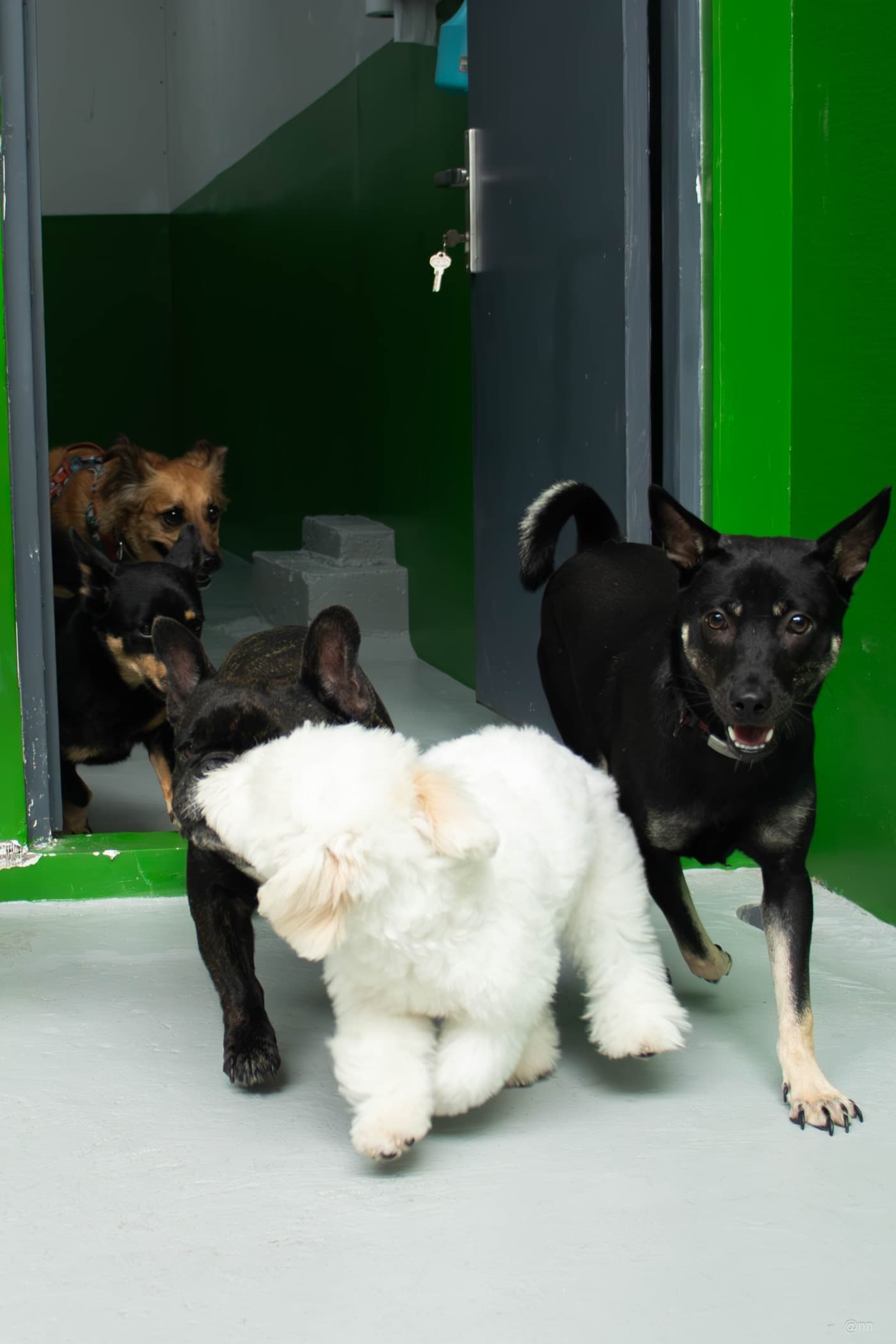 Two dogs resting together in the sun at daycare