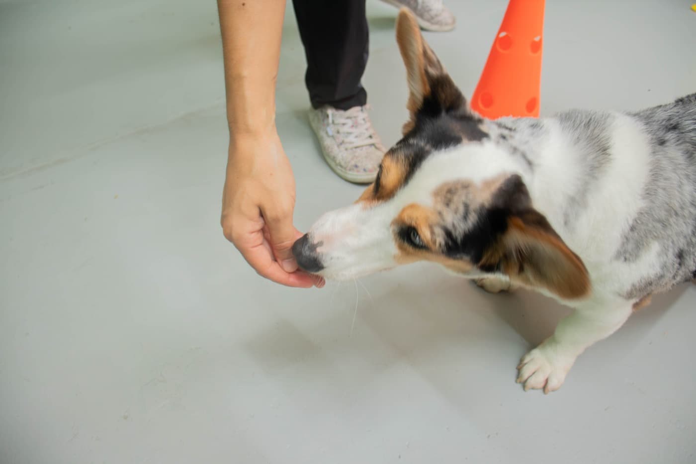 A corgi gently taking a treat from a teacher's hand