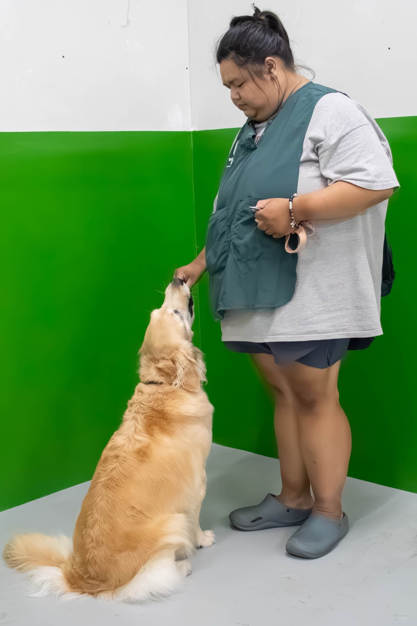 A golden retriever sitting and looking up for a reward