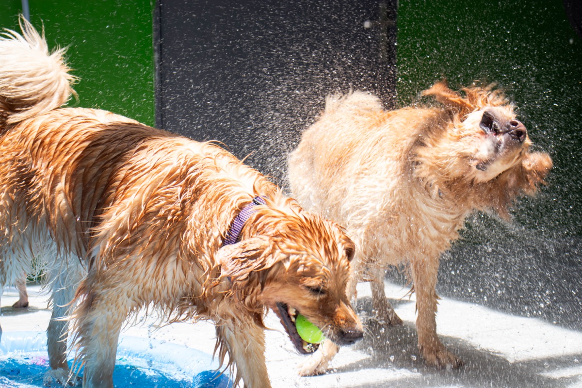 Pool Party, October 2025