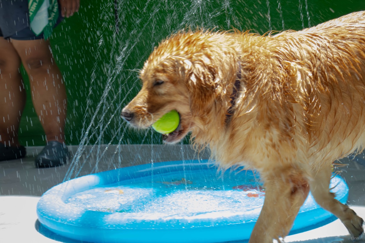 Pool Party, September 2025