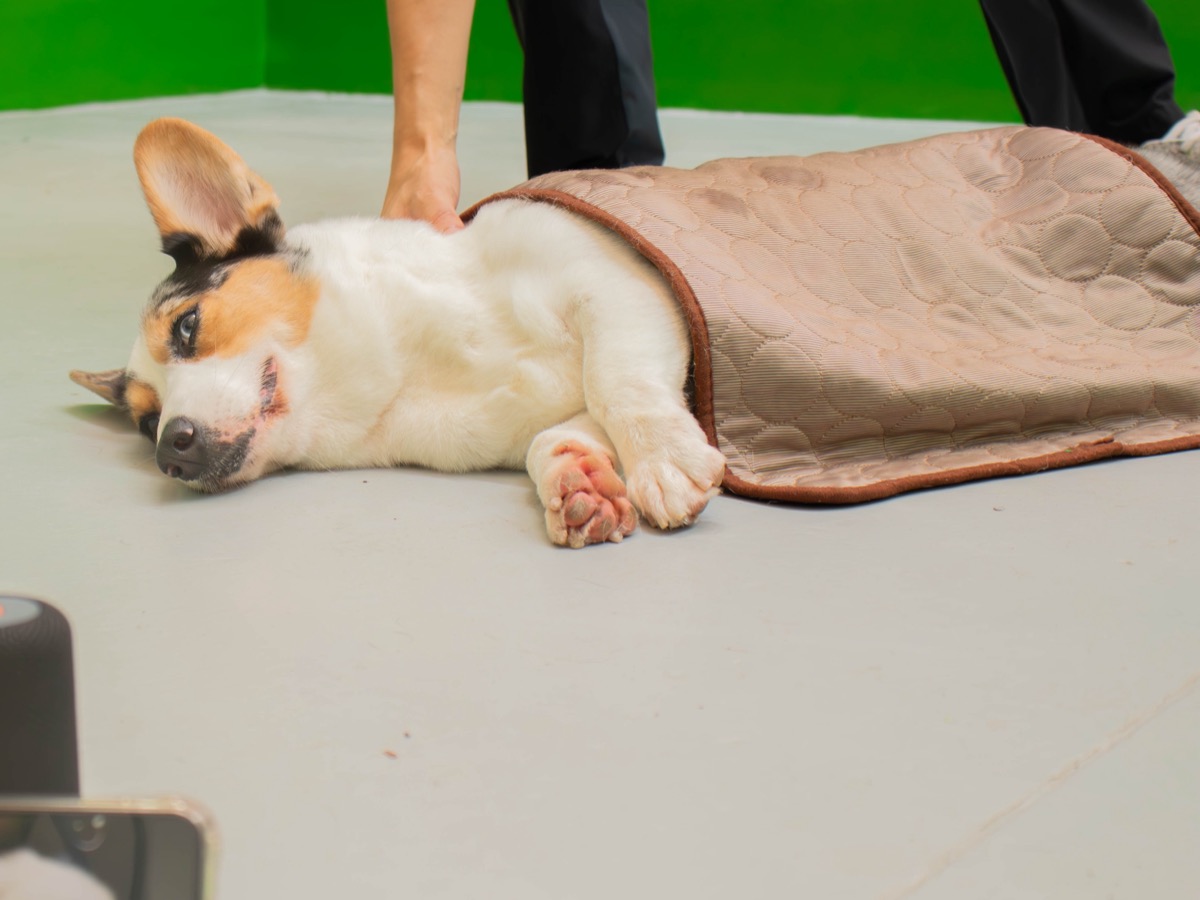 A corgi asleep on a mat under a blanket