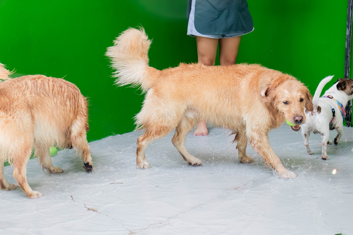 Dogs playing together at daycare