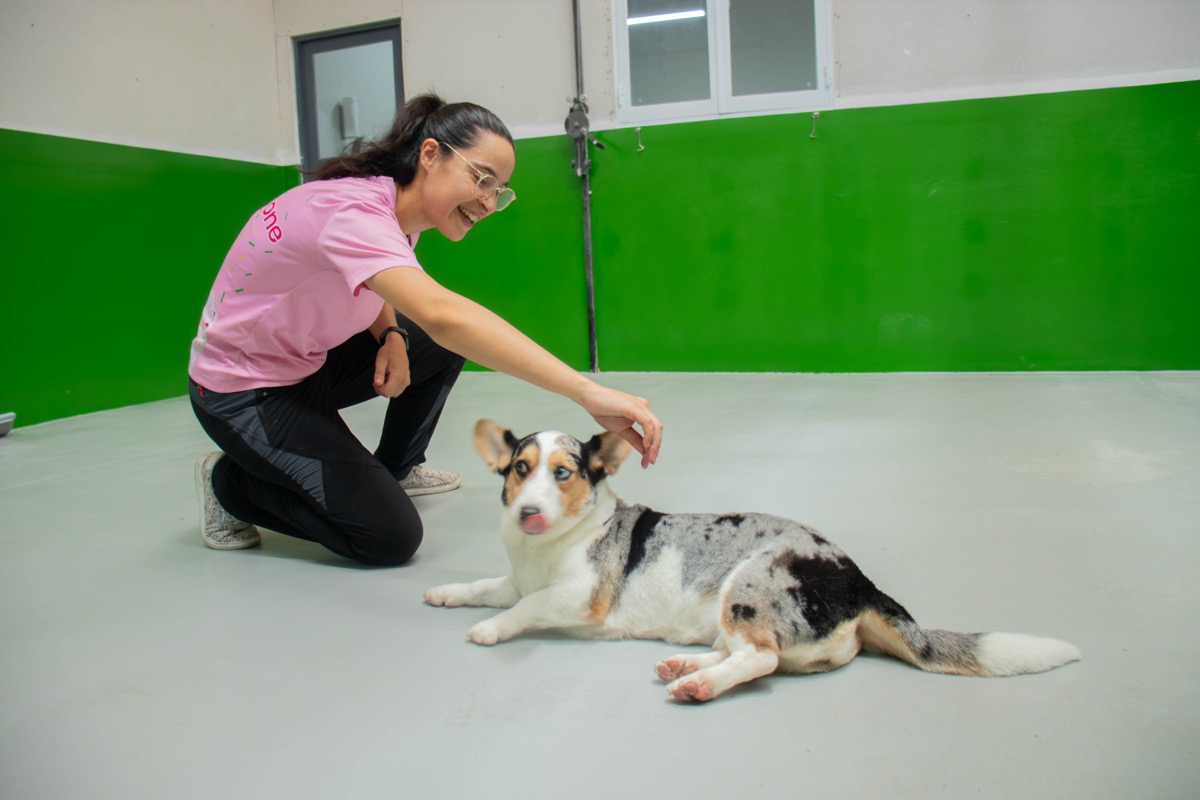 A teacher training a corgi